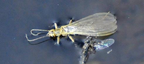 Adult Sallflies are often refreshingly easy to identify: most are some shade of yellow or green. Some are especially bright, seeming almost to glow.