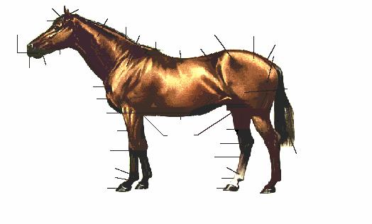 Horse Management Expectation Parts of Pony/Tack Name 10 parts of the pony (such as