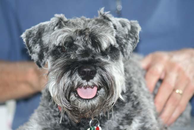 Traveling with us on our trip was our 2-yr-old miniature schnauzer, Lucy. Our planning for the Loop, then, included plans for Lucy's safety and comfort, too.