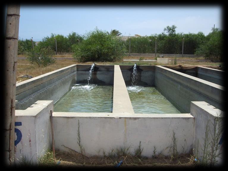 Tilapia aquaculture In the early nineties, Tilapia sp (Nile Tilapia and Red Tilapia) were introduced and farmed.