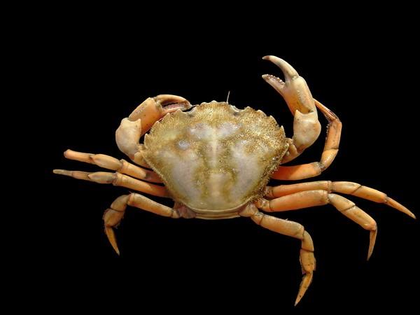 6 Activity 4: Research Report European green crab (Carcinus maenas). Hans Hillewaert Hans Hillewaert 4.1 Pick one of your open questions to be the subject of a report that you will prepare.