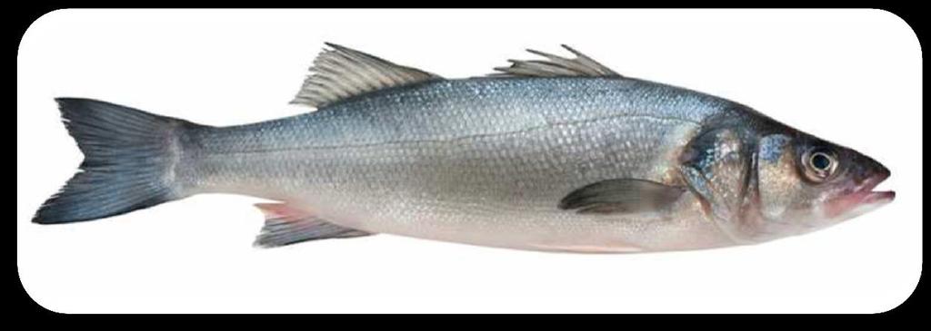 In the Mediterranean,they reach sexual maturity at three years in males and at four years in females World Total aquaculture production of sea bass in