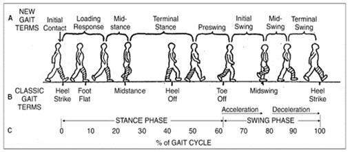 (Winter, 2009). Figure-1. (a) & (b) Human anatomy, (c) Human geometry. Human locomotion Human locomotion is a study of gait or more specific as study of human motion.