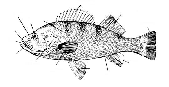 5. Label the perch below. Try to label the figure WITHOUT looking back at the lab handout. 6.