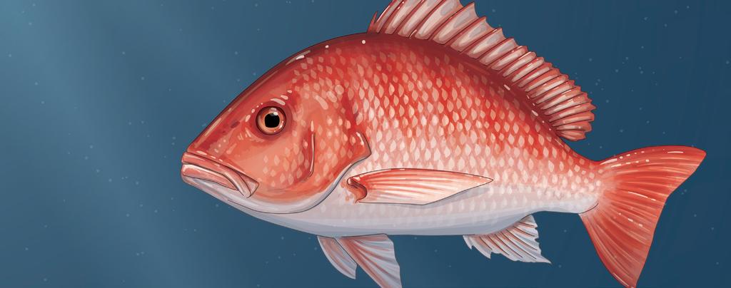 A brief from July 2016 Keeping Gulf Red Snapper on the Road to Recovery Overview In 2007, the Gulf of Mexico Fishery Management Council implemented a rebuilding plan for red snapper that included