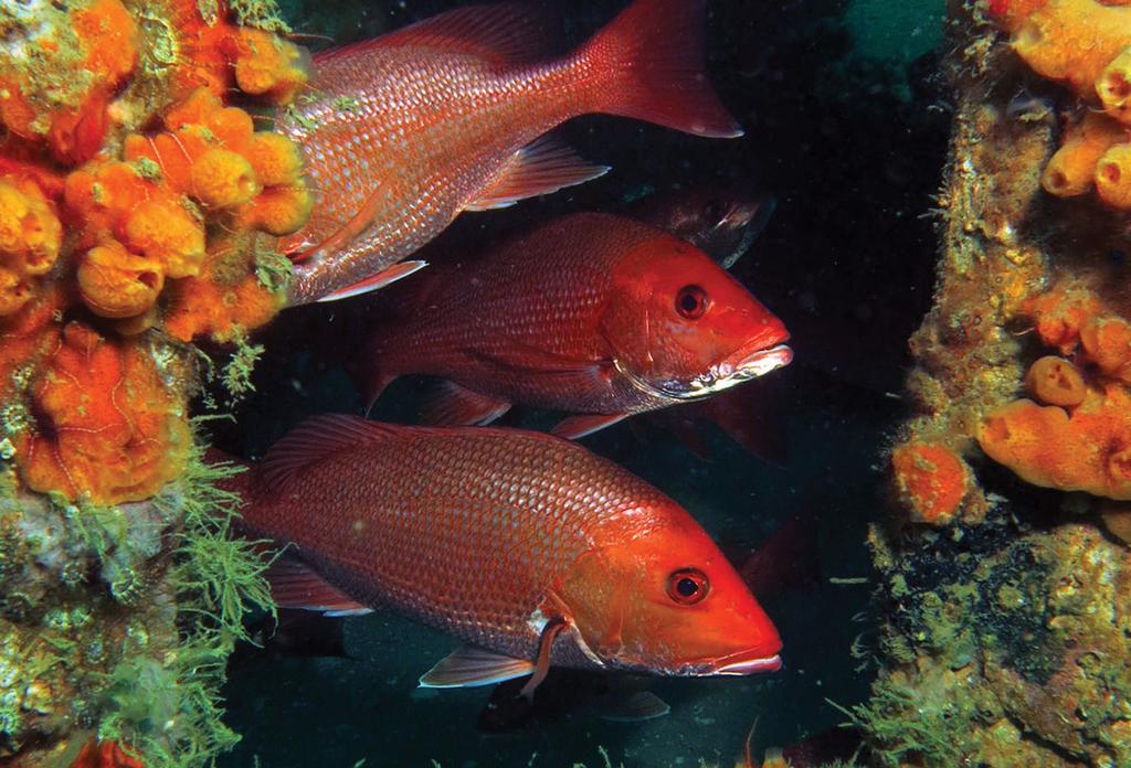 More fish taken from state waters means shorter federal season Gulf red snapper are getting bigger and spreading out geographically, which means the recreational catch limit, measured in pounds, is
