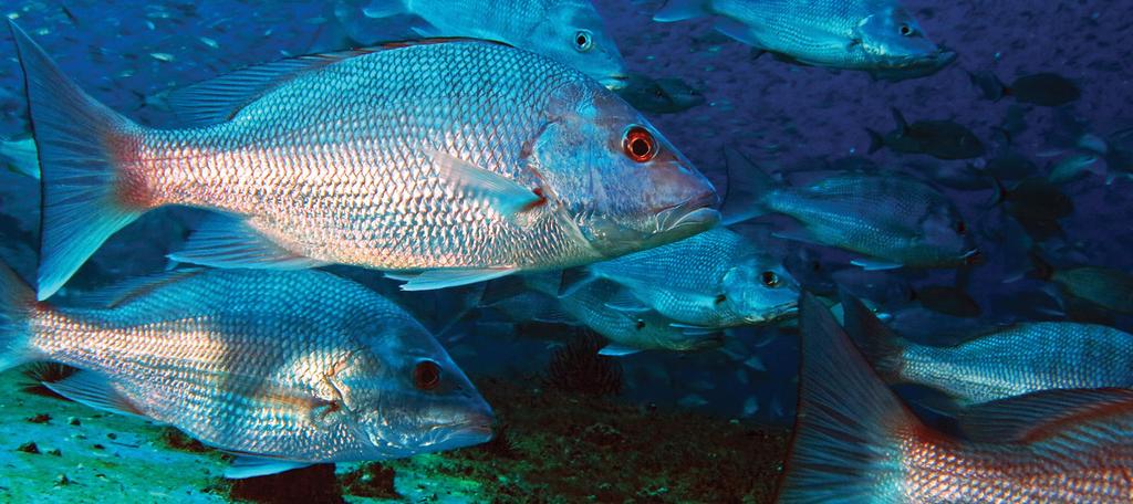 Looking ahead Gulf red snapper are on the road to recovery.