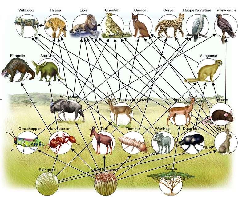 8. Consider the food chain pictured below: a. Identify all the producers. Star grass, red oat grass, acacia b. Construct a food chain that has four (4) trophic levels.