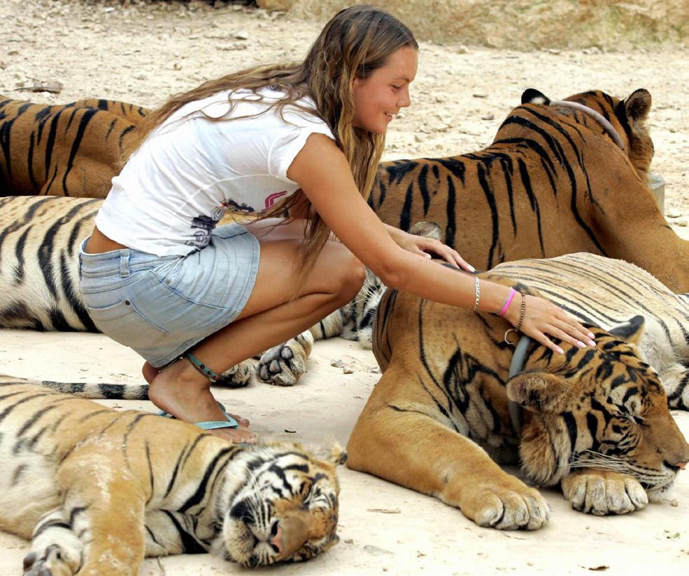 TIGERS TO BE FREED ADDITIONAL FACTS AND FIGURES IILLEGAL TRADE It is against the law to exchange or sell tigers.