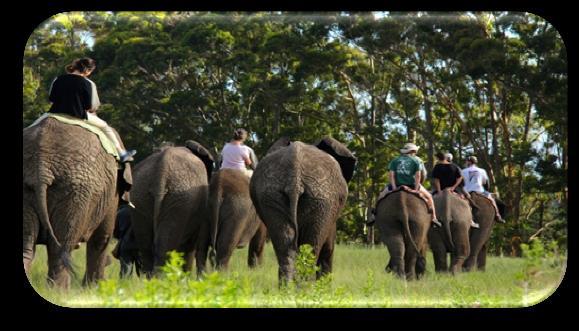 Join our guides who will relate informative 'elephant tales' whicle you follow in the footsteps of these remarkable animals. Round this off with refreshements at the Elephant Park restaurant.