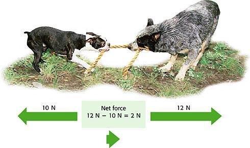 Which dog will win the tug of war? Figure 3 When two forces act in opposite directions, you subtract the smaller force from the larger force to determine the net force.