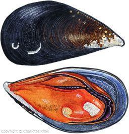 edulis (blue mussel) France, Netherlands, Ireland,