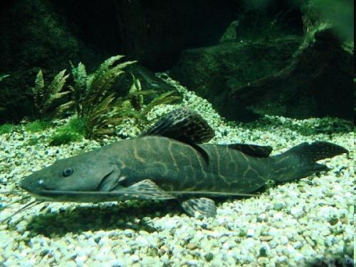 Other Exotic Catfish Family: Pimelodidae Origin: South America