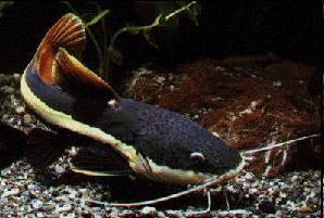 impacts: Unknown Perrunichthys perruno (Reticulated Pimelodid)