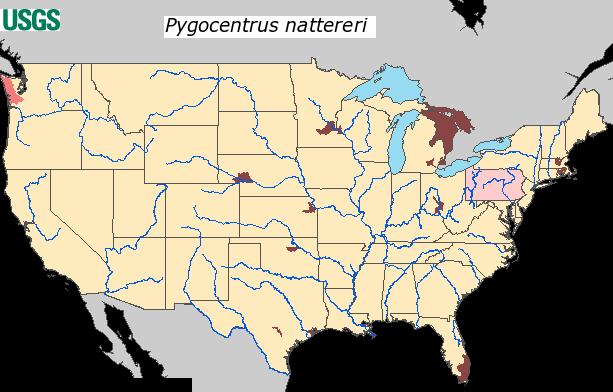 Piranha (Pygocentrus nattereri ) Native to South