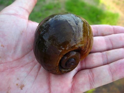 Apple Snails (Pomacea insularum ) Native to South America P.