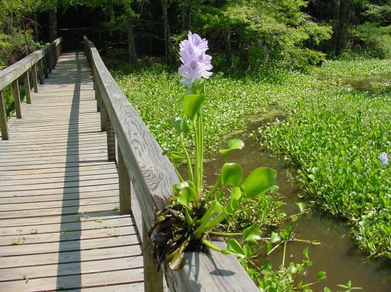 Water Hyacinth (Eichhornia