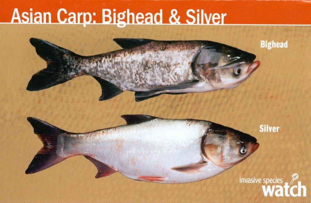non-game fish, such as the gizzard or threadfin shad away from waters that are known to