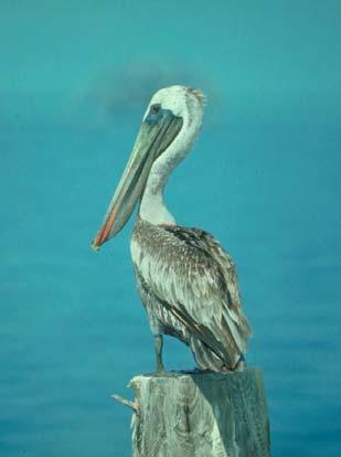 Brown Pelicans There are two species of pelicans. The white pelican breeds around lakes and ponds in the western U.S. and lower Canada. The brown pelican uses coastal habitat in all seasons.