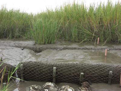 Biolog Sediments are trapped by a barrier called a "biolog," which allows marsh