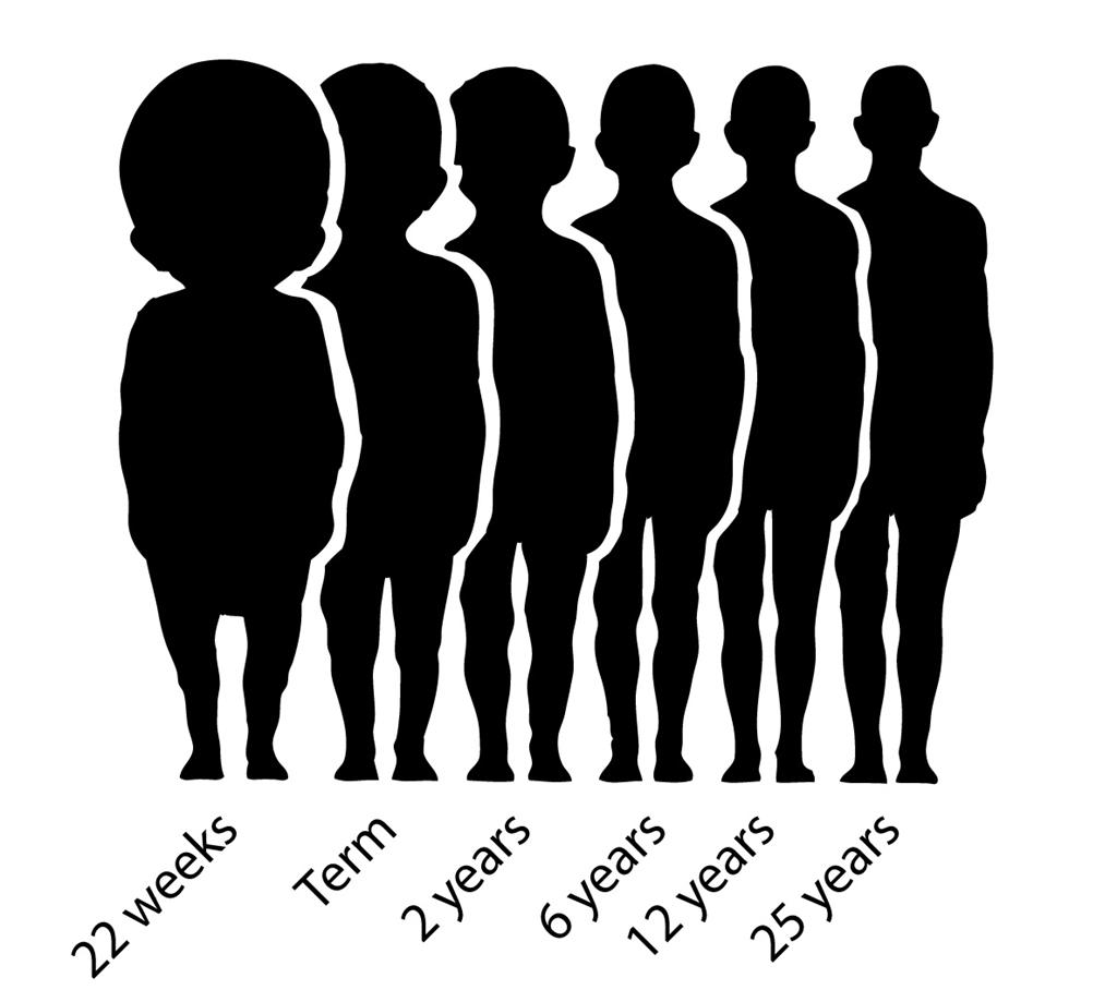 Proportional Brain Size and Development Brain growth (in terms of weight)