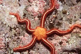 by a thin epidermis Phylum Echinodermata General Features cont d v