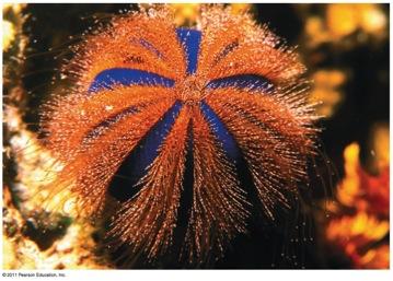 systems resemble those of sea stars Class Ophiuroidea - Biology v Brittle stars live on hard or sandy bottoms where little