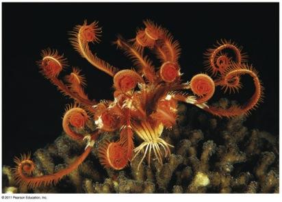 Class Crinoidea: Sea Lilies and Feather Stars v Have primitive characters, and numerous in fossil record v Unique in being attached most of their