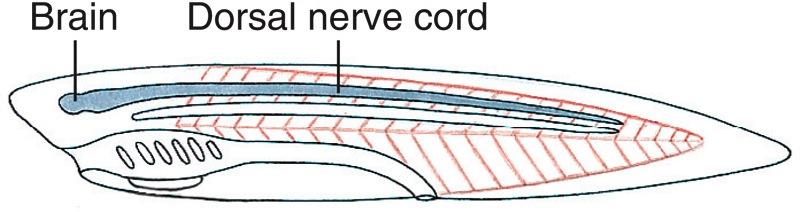 2. Dorsal Tubular Nerve Cord v In chordates, the nerve cord is dorsal to the alimentary canal and is a tube The anterior end becomes