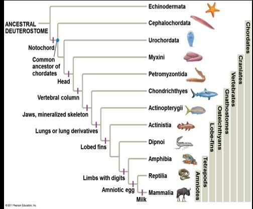 Phylogenetic tree of the Chordata v Protochordata (Acraniata) are separated from Vertebrata (Craniata) that have a skull v Vertebrates divided into