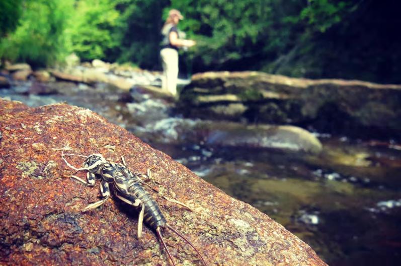 Golden stonefly husks are a common sight on boulders in the summer. nymphs are most active in the summer when they hatch. Their husks are often seen on boulders along streams.