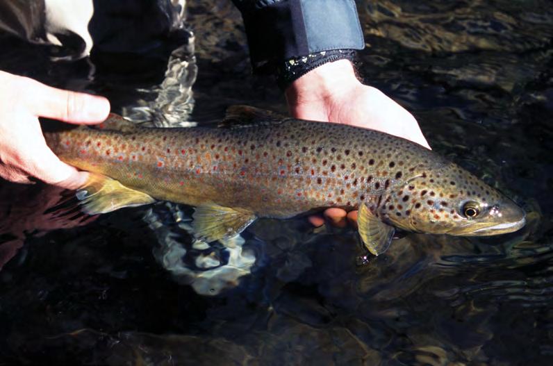 This exceptional wild brown trout from Great Smoky Mountain National Park at a Rubber Leg Tellico Nymph on a winter day. when there is a heavy fly, a split shot, and a strike indicator on the leader.