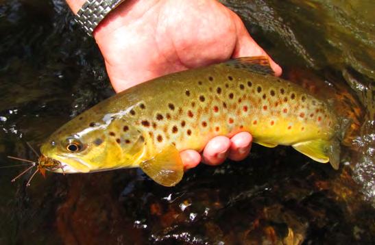 A fine Smoky Mountain brown trout fooled by a Rubber Leg Tellico Nymph Tying the Rubber Leg Tellico Nymph The Rubber Leg Tellico Nymph isn t necessarily a difficult fly to tie, but it isn t so quick