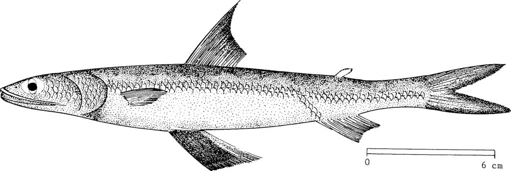 SYNOD Sauri 2 1974 FAO SPECIES IDENTIFICATION SHEETS FAMILY: SYNODONTIDAE FISHING AREAS 57,71 (E Ind. Ocean) (W Cent.
