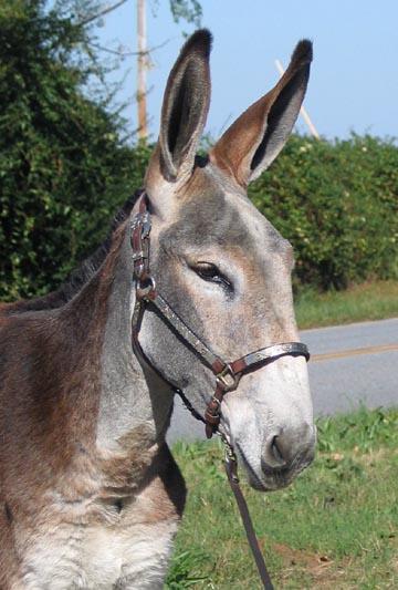 Donkeys and Mules: The International Symbol of