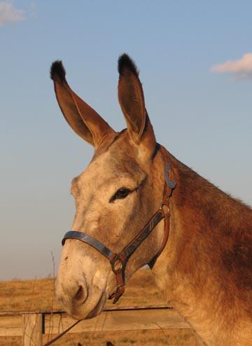 International Donkeys 150,000 working donkeys Important alternative to mechanization Very little is known about their health status Example: Deworming methods Wells D,et al.