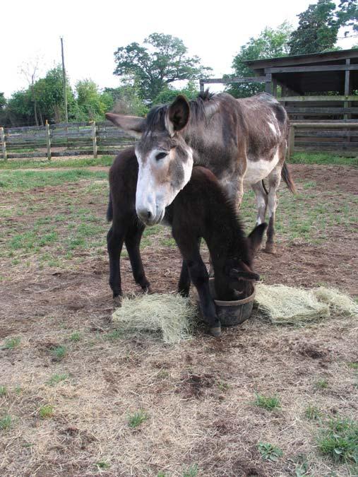Food for Thought: Few studies have been conducted into the digestibility of different forages & little information exists on nutritional requirements of donkeys. Carretero-Roque L, et. al., 2005.