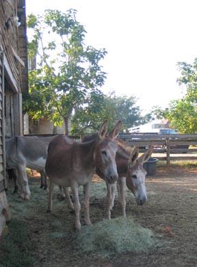 Donkey Digestion In donkeys, low-quality diets are digested almost as efficiently as in ruminants Quality of diet obtained by donkeys in a given pasture is higher than that obtained by cattle.