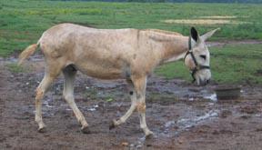 Donkeys and Draught Donkeys may access more remote, under-utilized sources of forage that are inaccessible to cattle on rangeland Due to their ability to tolerate thirst