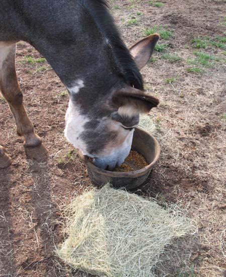 Donkeys and Dehydration: During Chronic Dehydration Enhanced fermentation activity Enhanced mucosal absorptive or secretory capacity within the hindgut Observed maintenance of appetite J. C. Sneddon*,1, E.