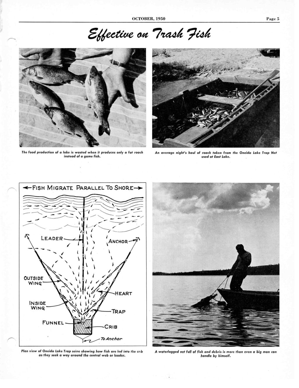 OCTOBER, 1950 Page 5 gljecrive wet?tad 7ed The food production of a lake is wasted when it produces only a fat roach instead of a game fish.