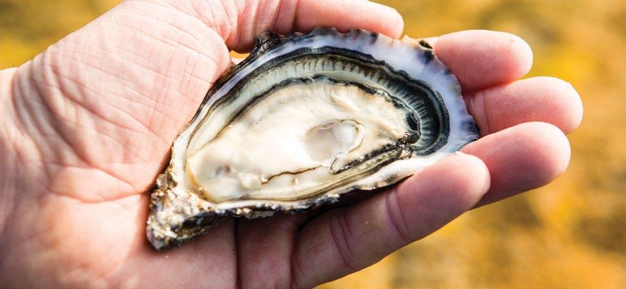 Key Points Oysters Gigas and Edulis Oyster Production in Tonnes by County Total gigas oyster production for 2012 was 7,313 tonnes and edulis production was 247 tonnes for the same period.