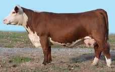 Top valued bull at $39,500 in the 2016 Fall Edition Beef Maker Sale.