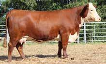 Heifer bull that s in the top 1% of all $Index in the Hereford breed.