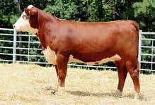 #1 active CHB sire in the breed for WW at 90, YW 142, and CW 102.