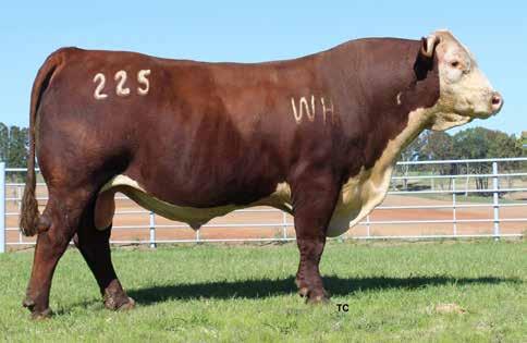 Outstanding son of 2328. Powerful growth carcass ratio 102.8 RE and 107.