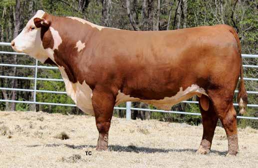 DNA tested Homozygous Polled. B262 sires stylish, thick calves.