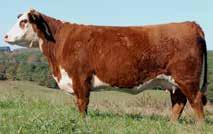 Owned by White Hawk Ranch, Knoll Crest Farm and Barnes Herefords. DNA tested Homozygous Polled.