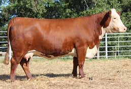 Heifer bull that s in the top 1% of all $Index in the Hereford