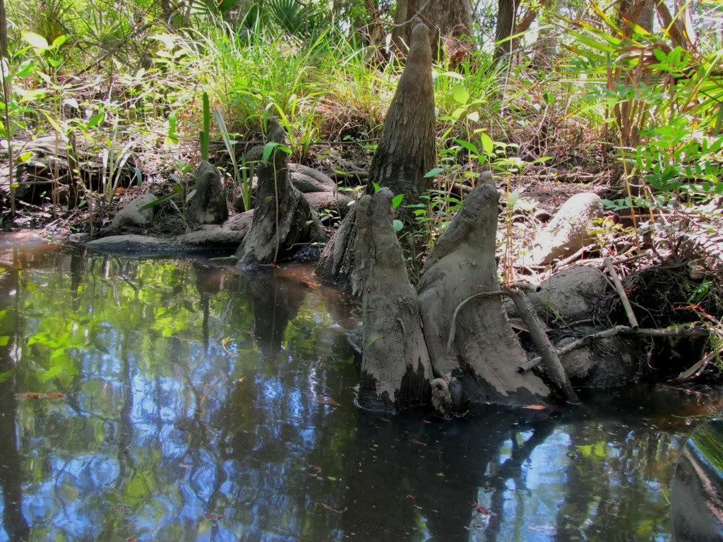 This river has many marsh and swamp habitats that make up the Coastal Plain region.